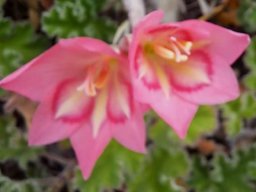 Gladiolus carmineus of another colour
